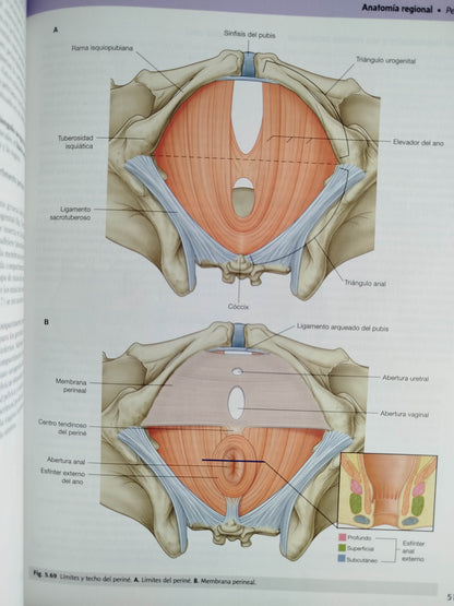 Gray anatomía para estudiantes cuarta edición by DRAKE VOGL MITCHELL
