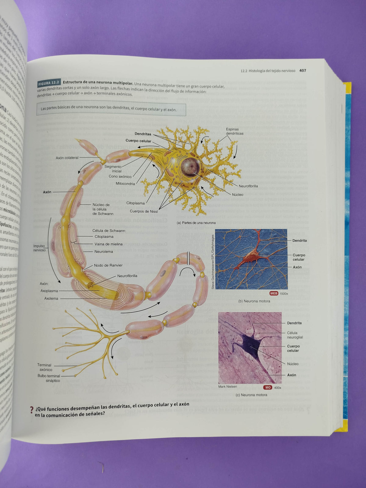 Principios de anatomía y fisiología 15a edición by Tortora, Derrickson