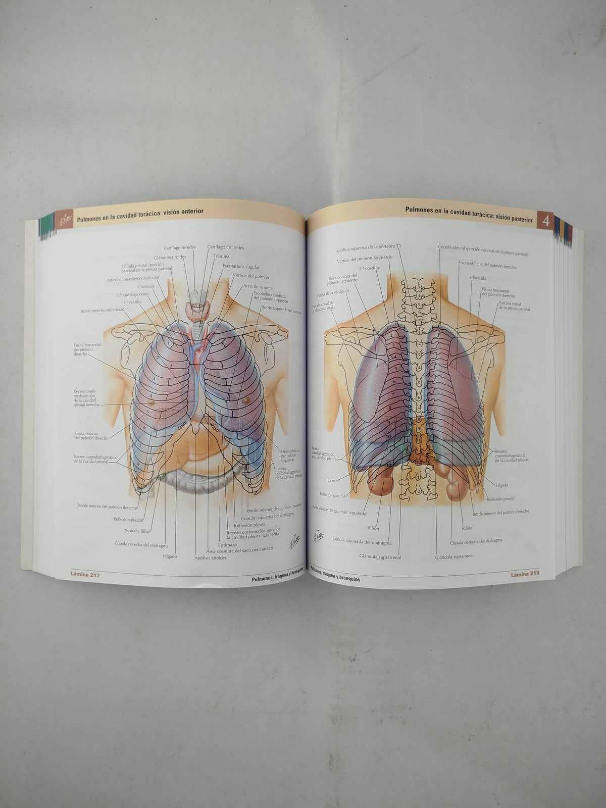 Mini-Netter atlas de anatomía humana 8 edición by frank h netter
