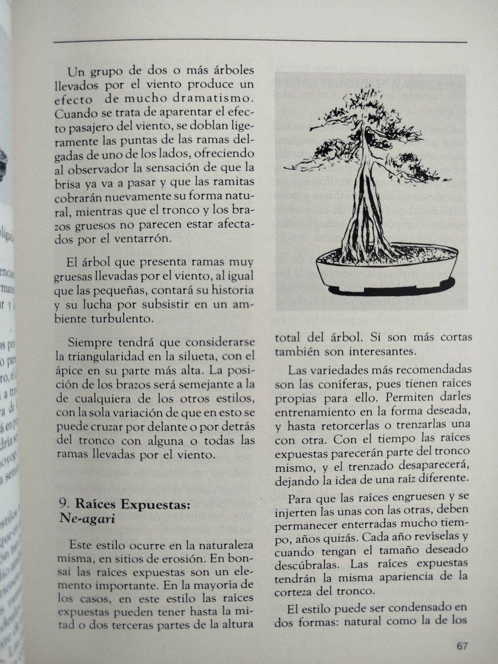 Hagamos Bonsai by Beatriz Botero- Martha Olga Botero
