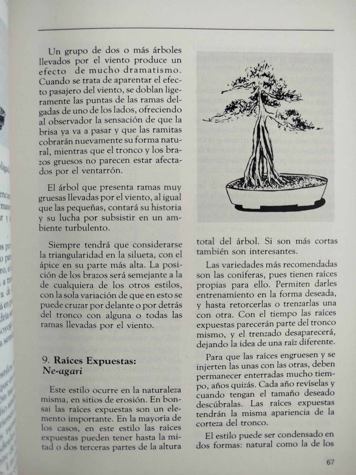 Hagamos Bonsai by Beatriz Botero- Martha Olga Botero
