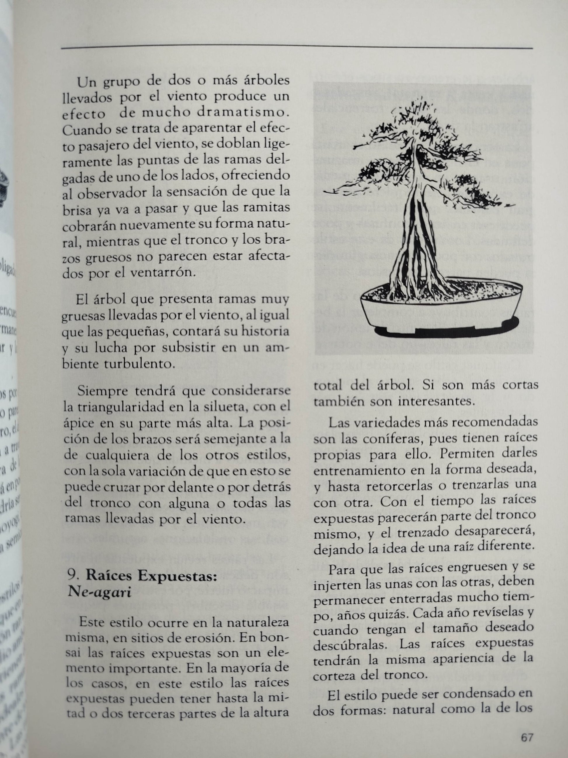 Hagamos Bonsai by Beatriz Botero- Martha Olga Botero