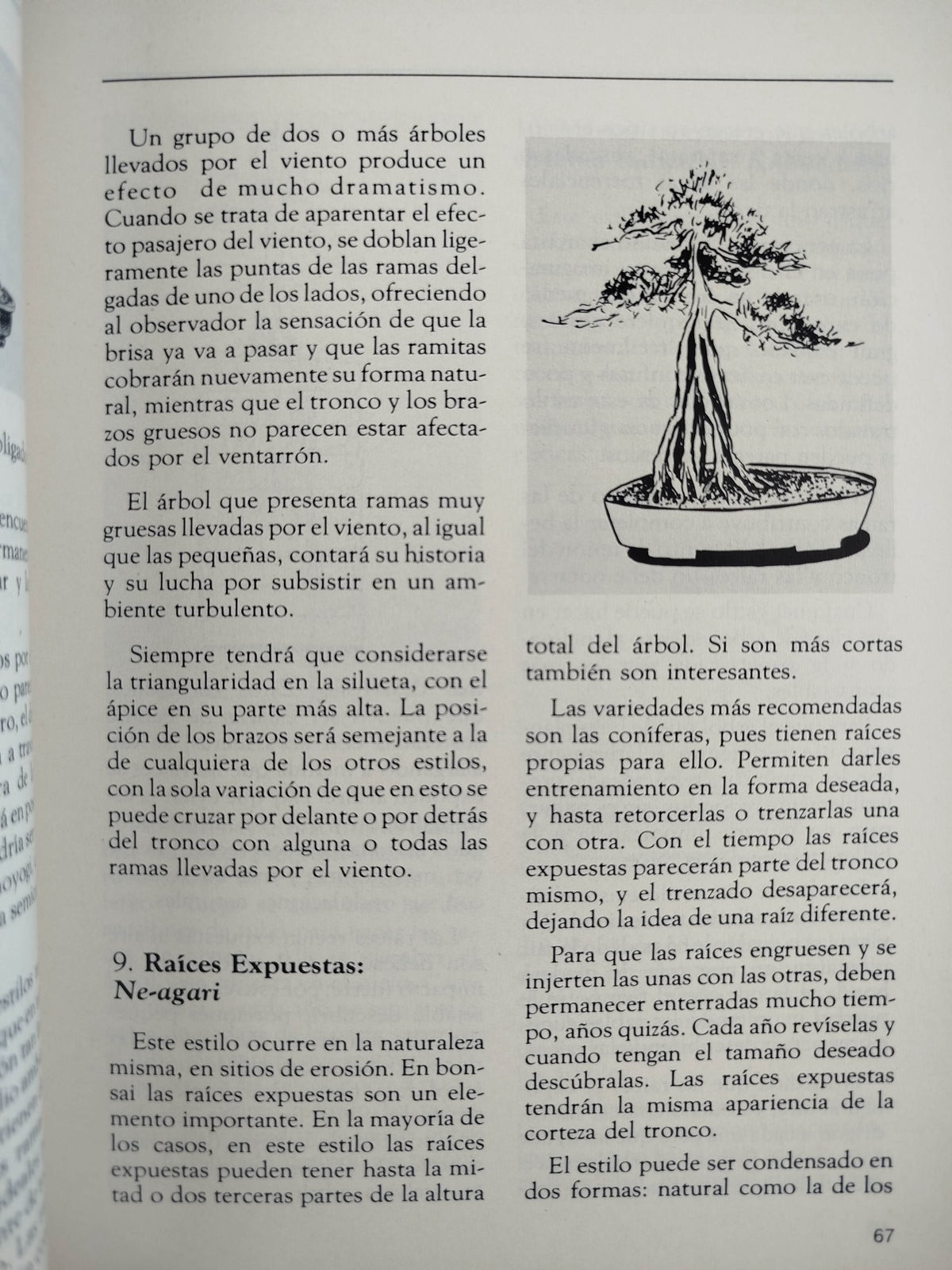 Hagamos Bonsai by Beatriz Botero- Martha Olga Botero