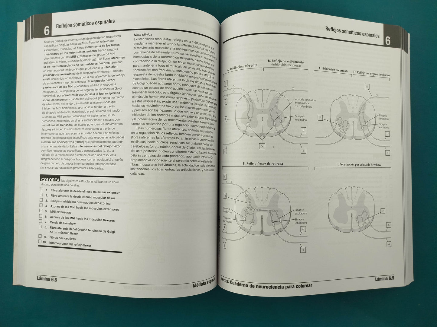 Netter. Cuaderno de neurociencia para colorear 2da ed