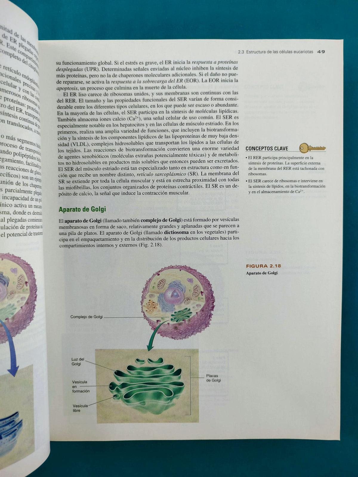 Bioquímica las bases moleculares de la vida cuarta edición by Trudy Mckee James R Mckee