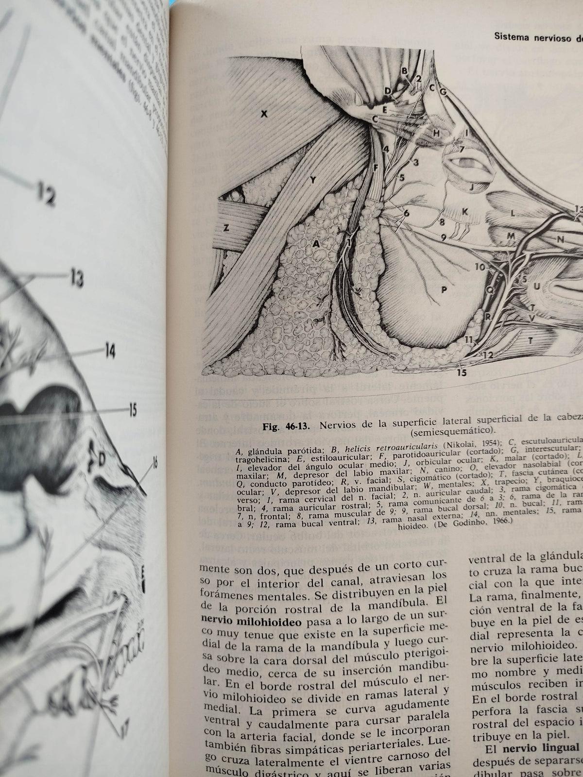 Anatomía De Los Animales Domésticos 2 Tomos by Robert Louis Stevenson