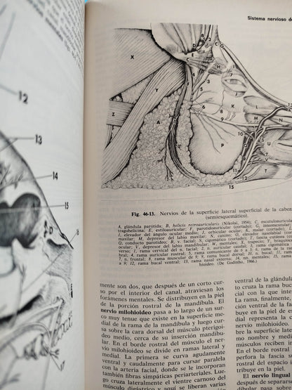 Anatomía De Los Animales Domésticos 2 Tomos by Robert Louis Stevenson