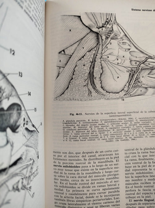 Anatomía De Los Animales Domésticos 2 Tomos by Robert Louis Stevenson