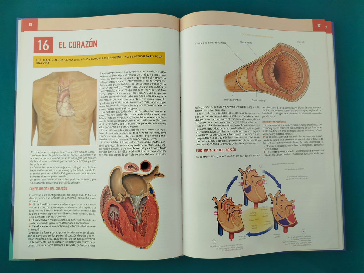 Atlas de Anatomía El Cuerpo Humano y la Salud by GDL