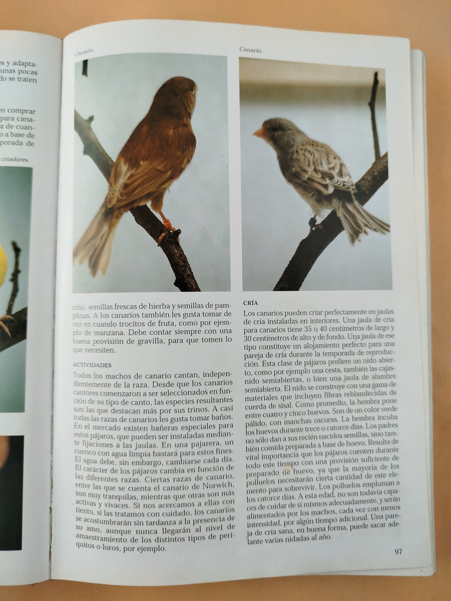 La Enciclopedia de los Pájaros Domésticos
