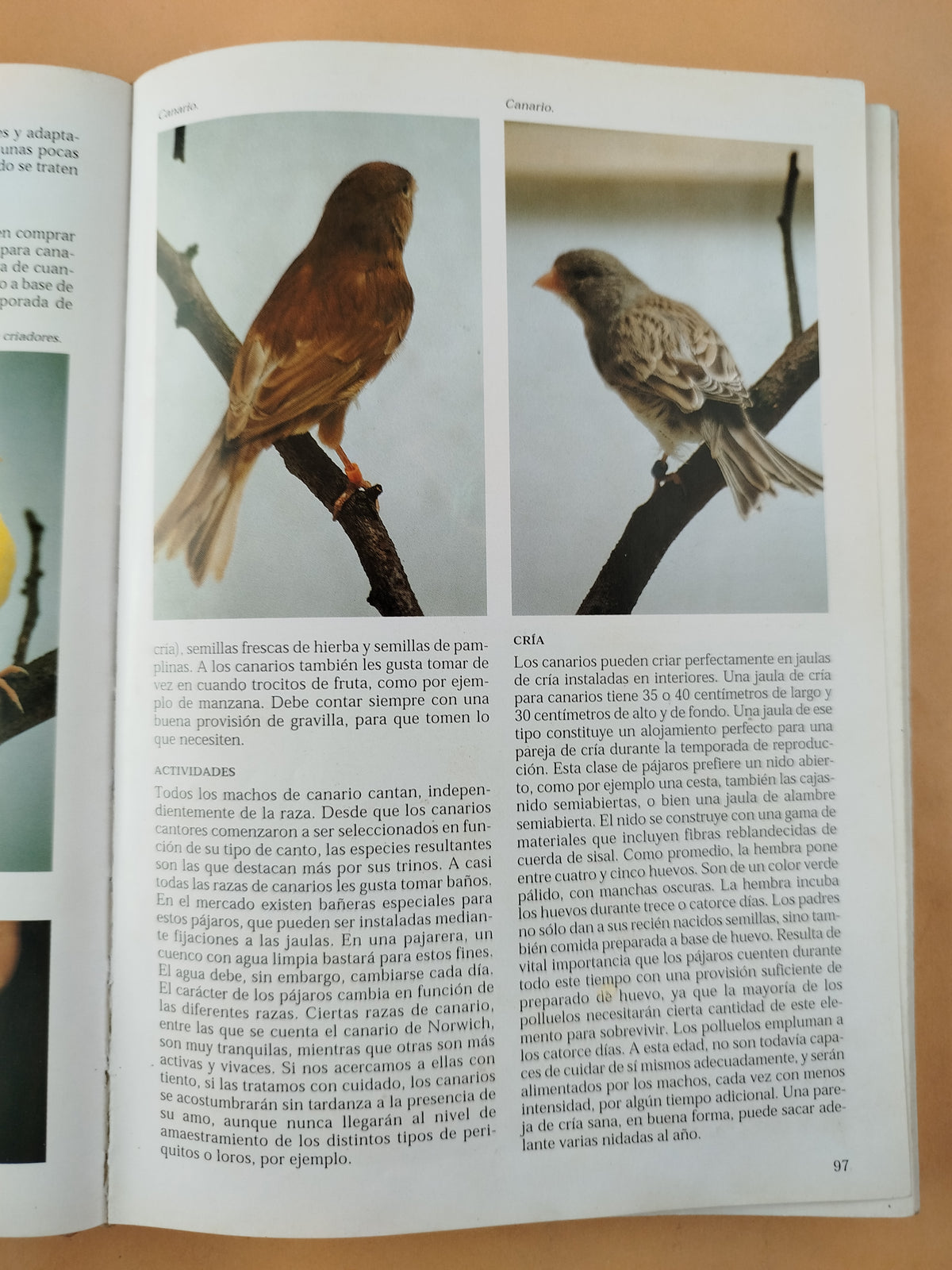 La Enciclopedia de los Pájaros Domésticos by Esther J. J. Verhoef-Verhallen