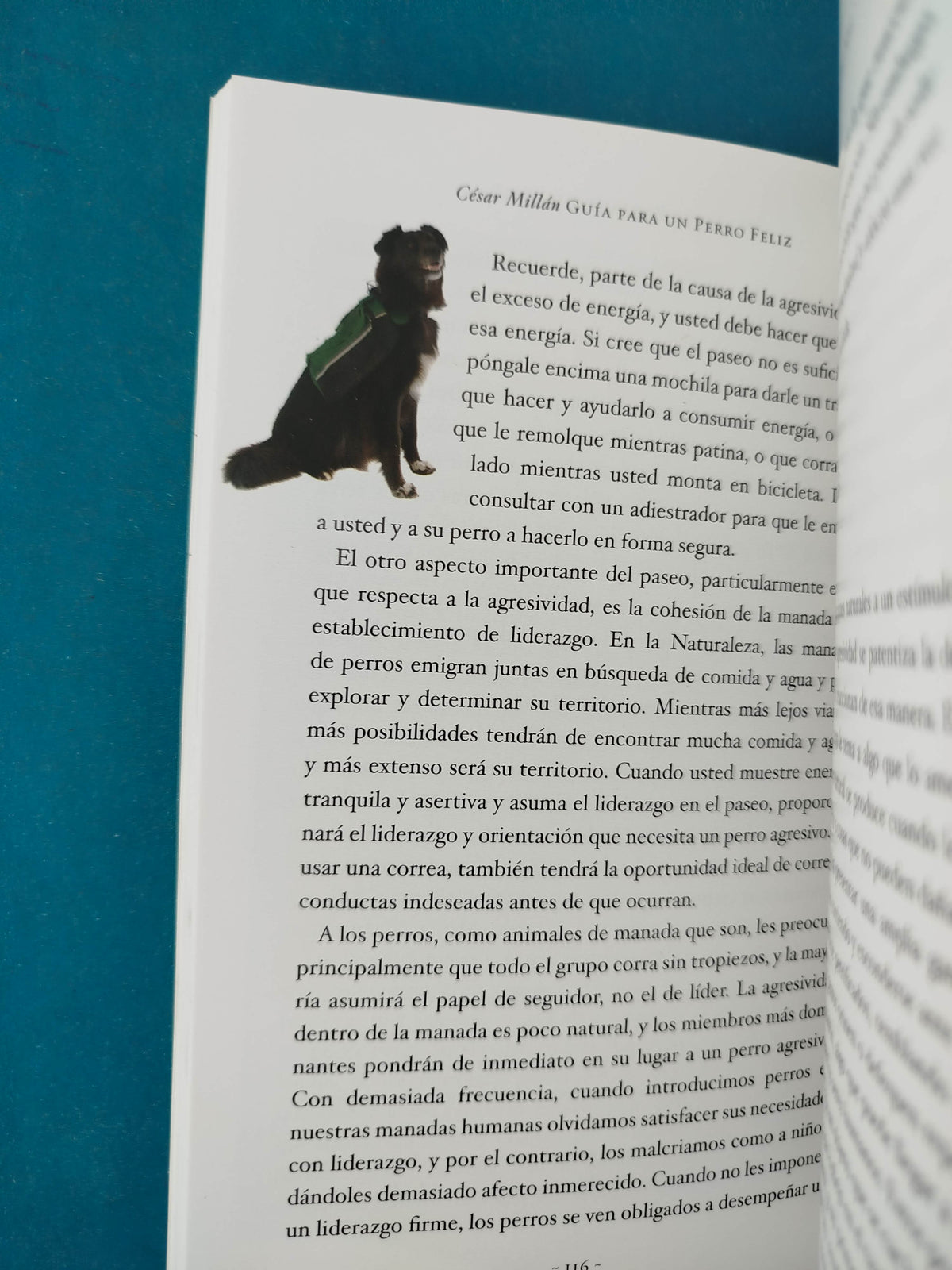 Guía Para un Perro Felíz by César Millán