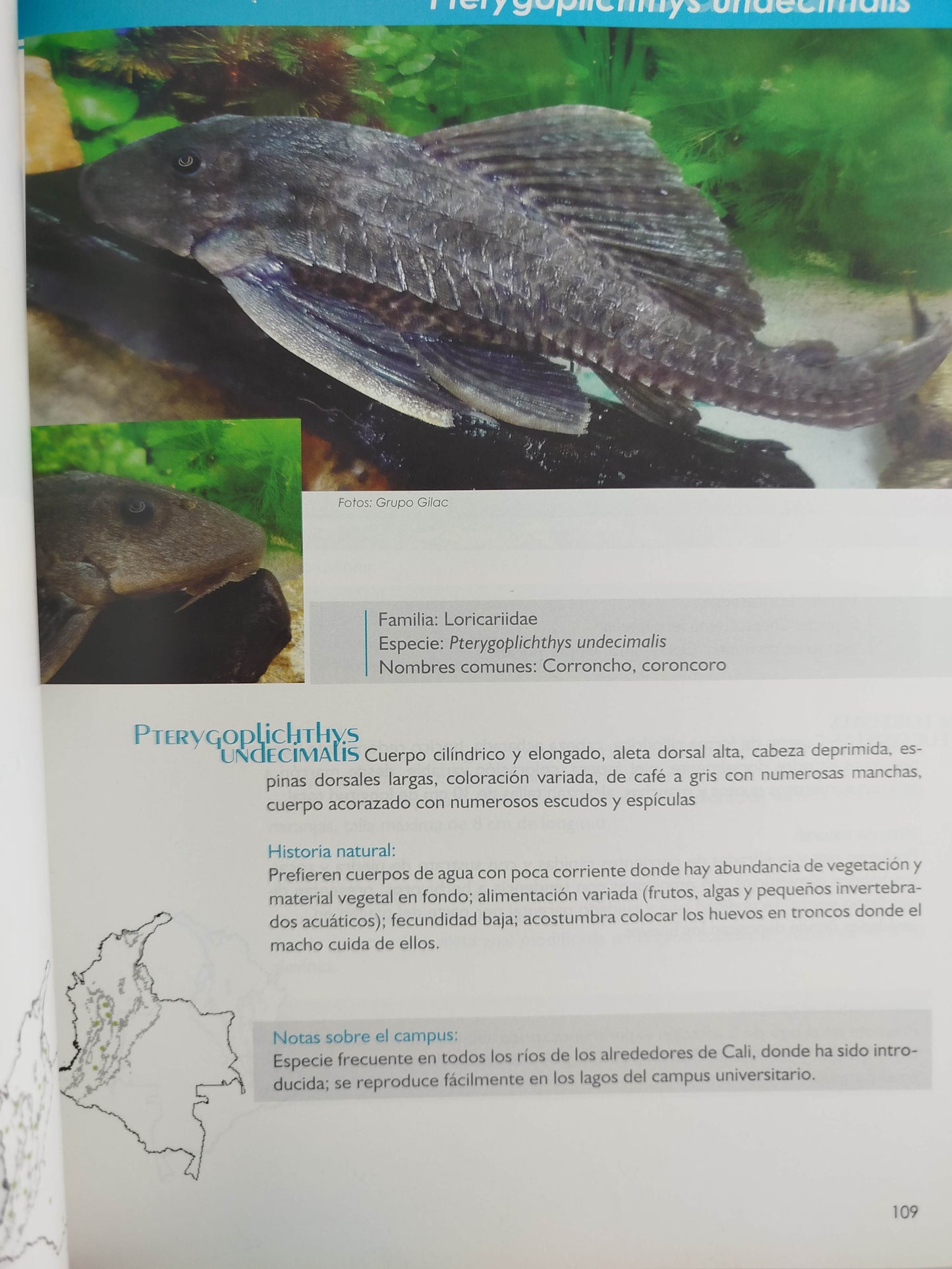 Vida silvestre en el campus de la universidad del valle by Varios