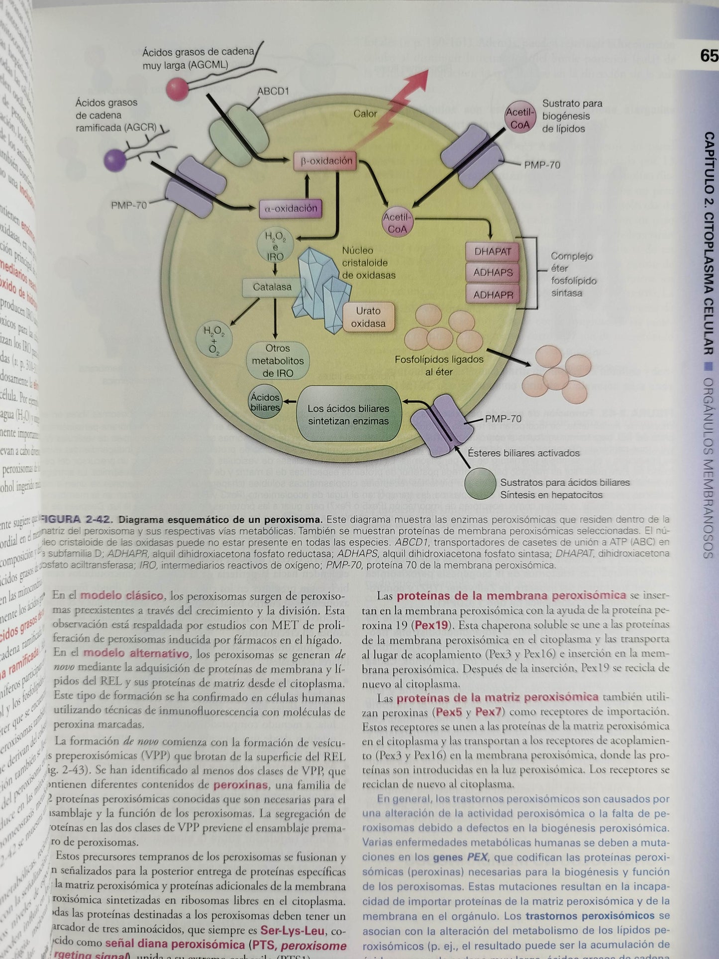 Histología texto y atlas 9 edición by Wojciech Pawlina