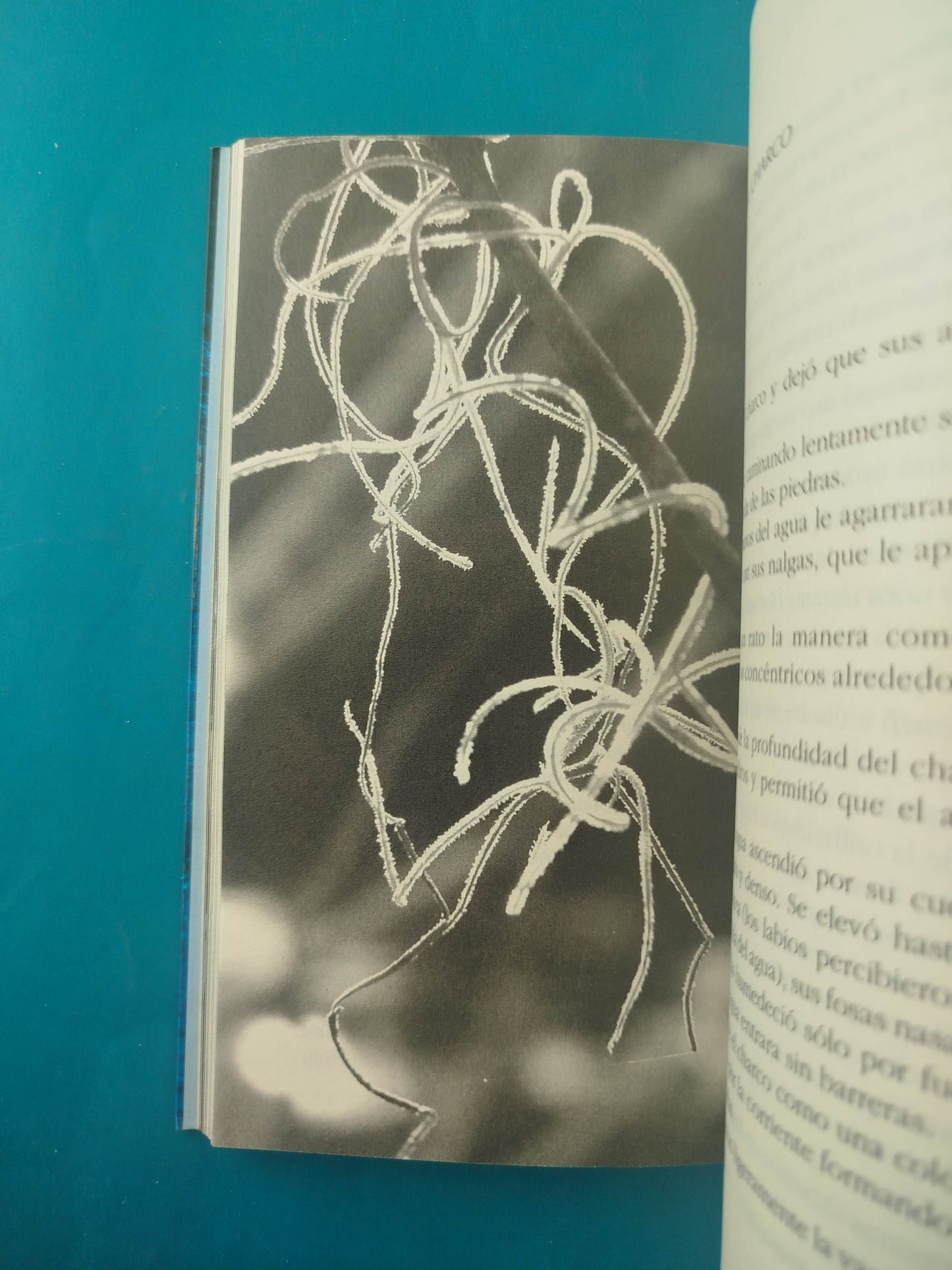 El universo amarrado a la pata de la cama