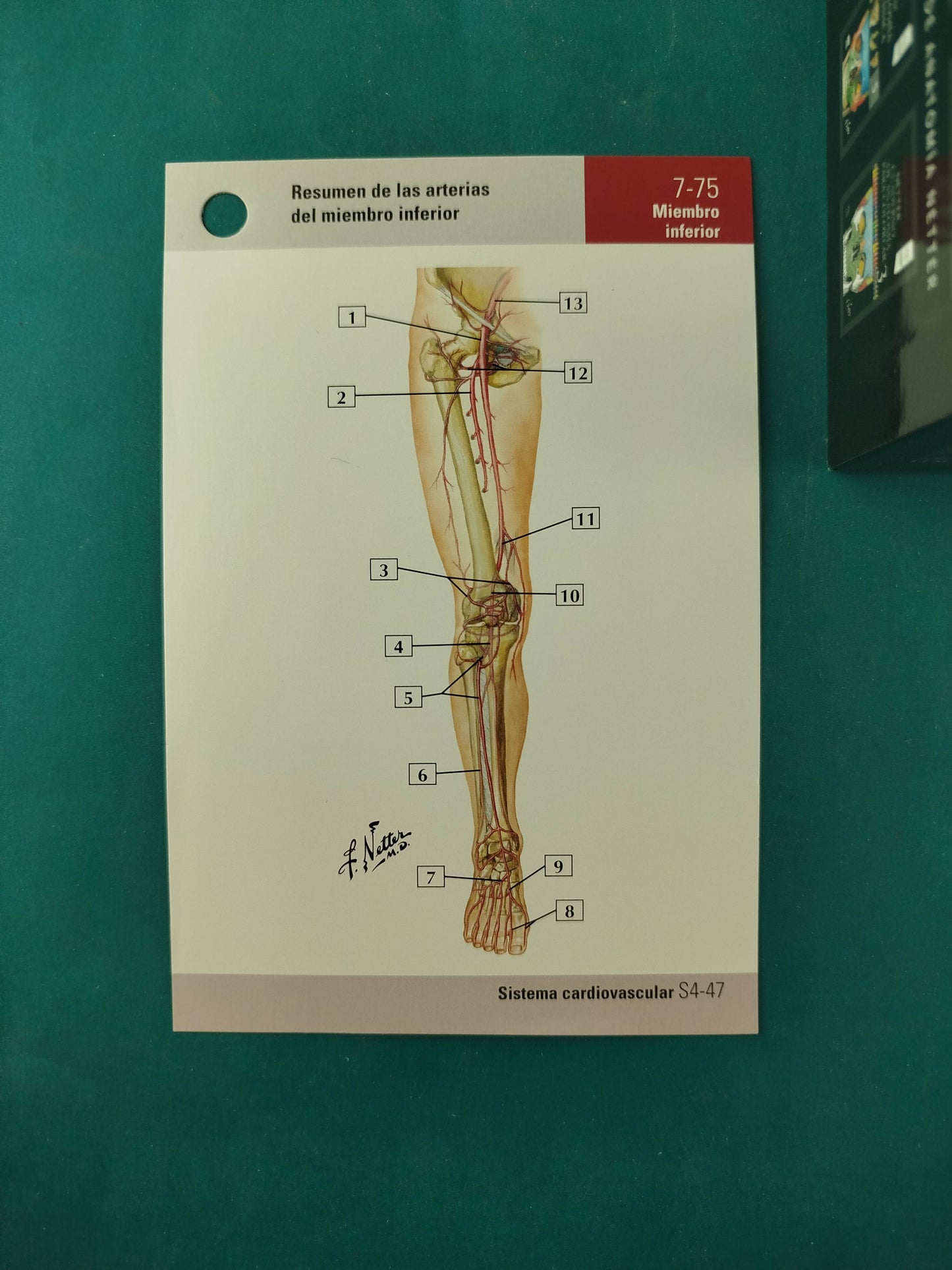 Netter Flashcards de anatomía 6ta ed
