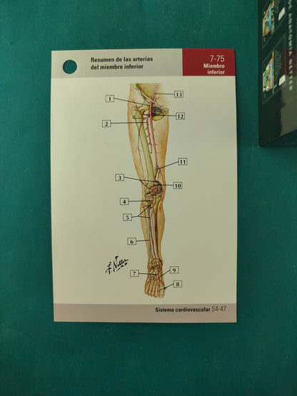 Netter Flashcards de anatomía 6ta ed