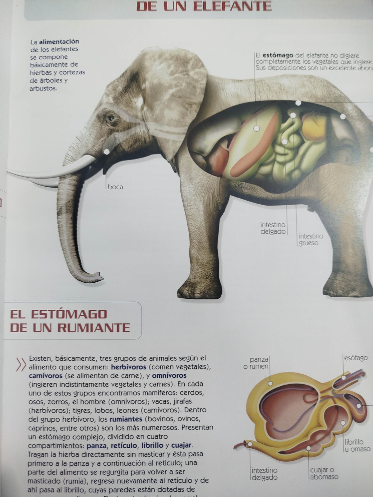 Atlas visual del reino animal by adriana cuenca