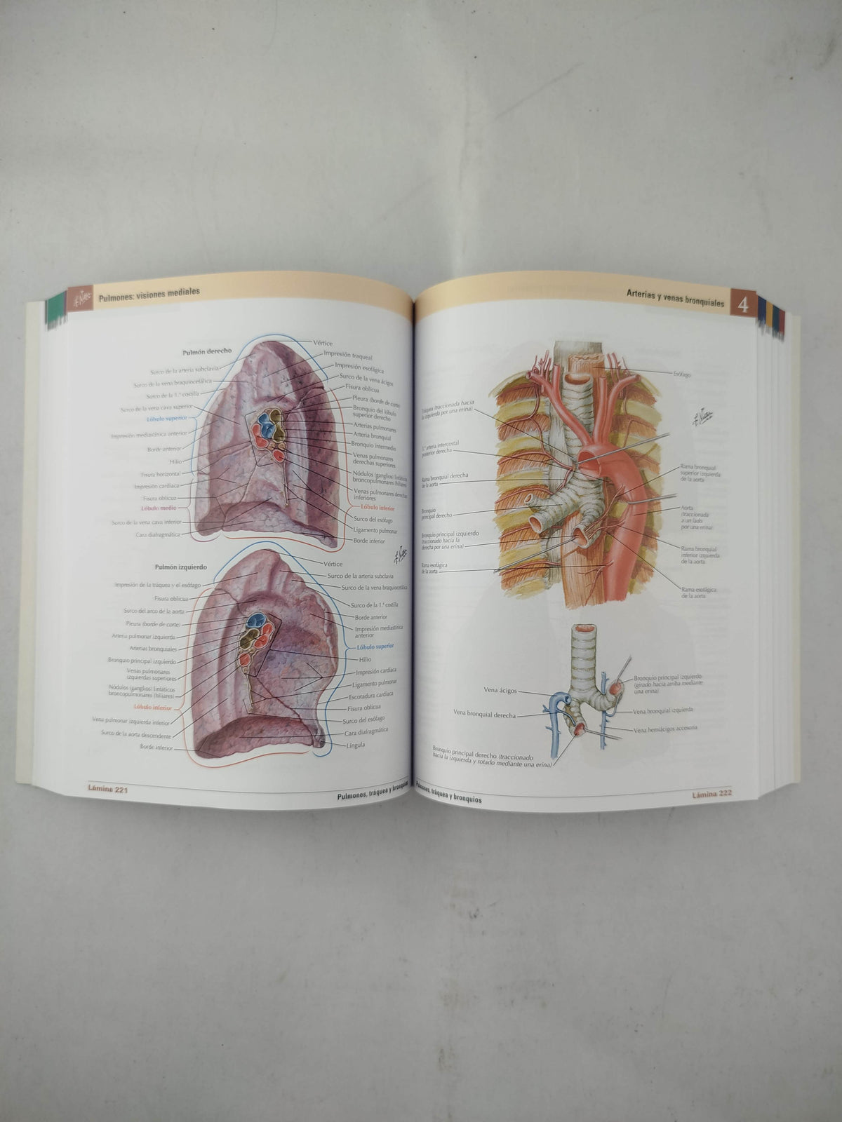 Mini-Netter atlas de anatomía humana 8 edición by frank h netter
