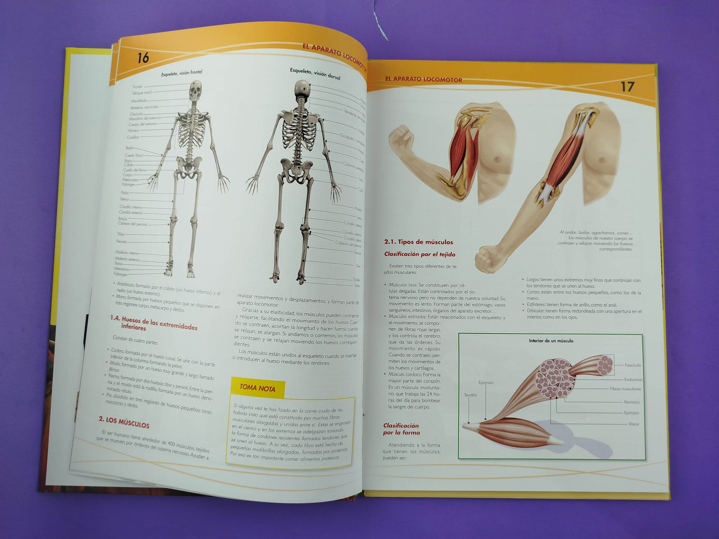 Anatomía del cuerpo humano