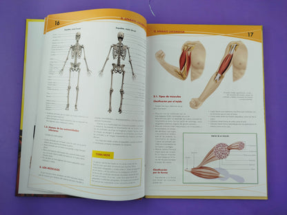 Anatomía del cuerpo humano