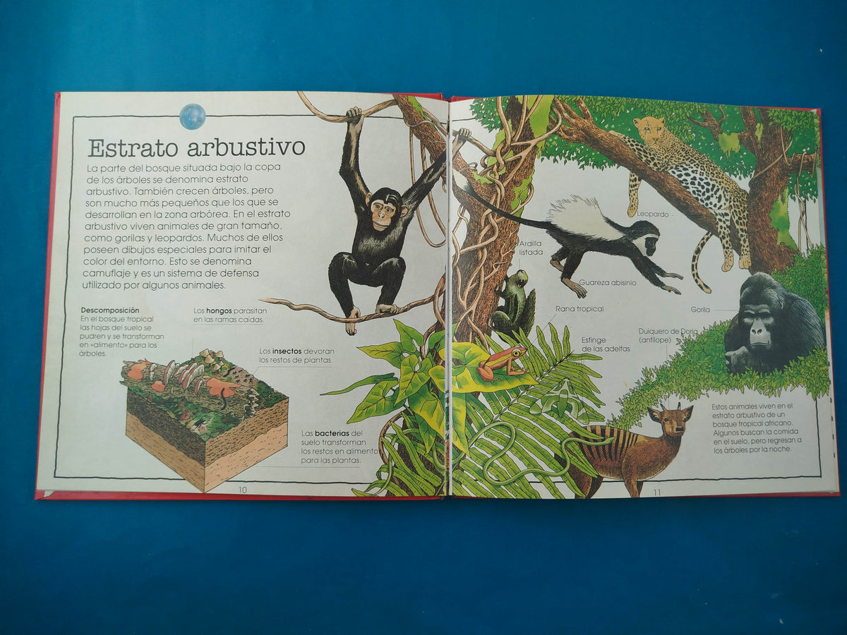 La deforestación tropical la destrucción del bosque tropical by M Bright