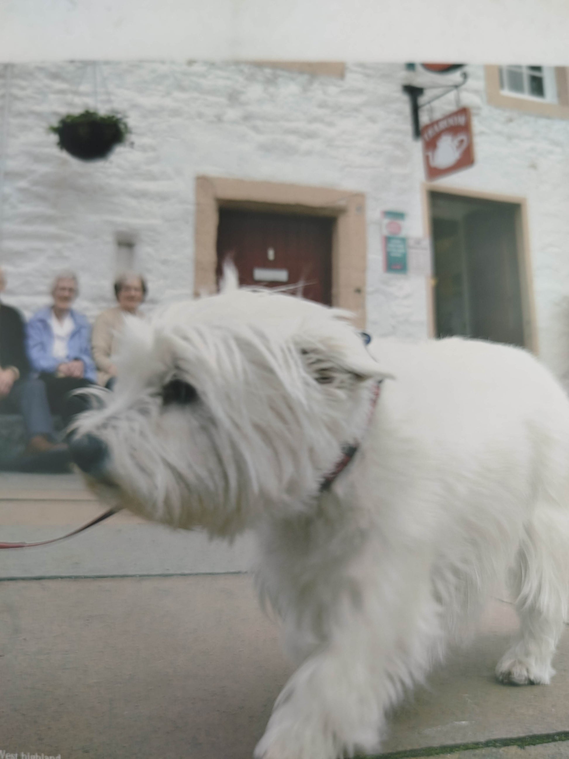 El encantador d perros 11 vida en sociedad by Carlos Rodriguez