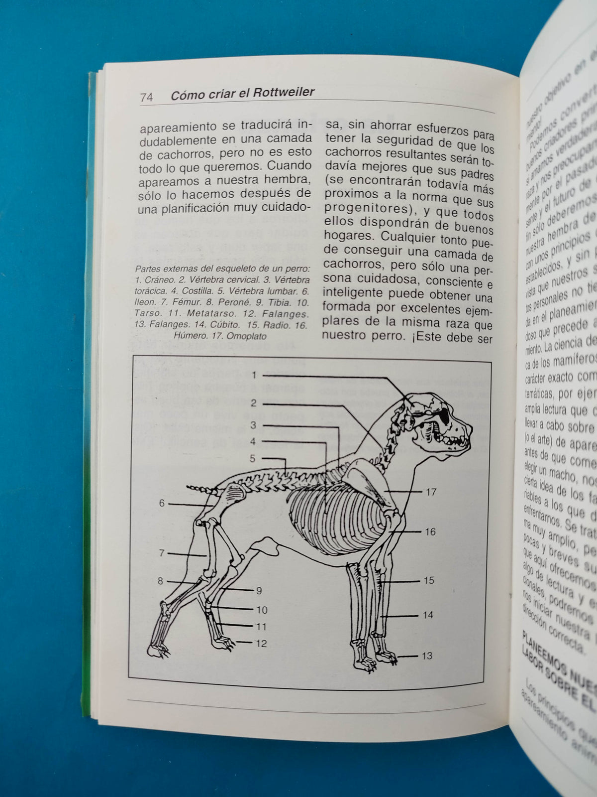 Cómo criar el rottweiler by Dr. Herbert Richards