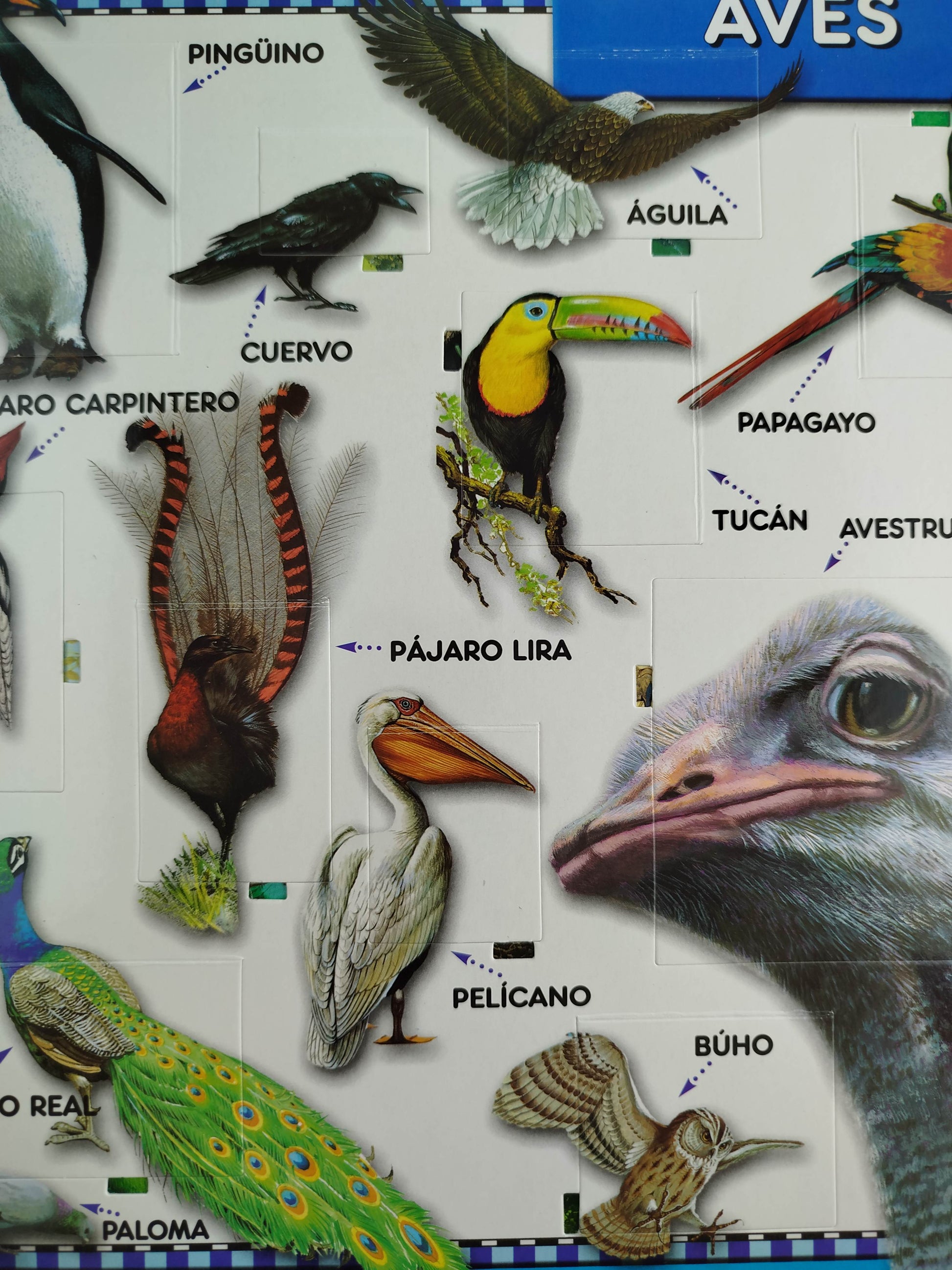 Observa el mundo animales by Andrea Dami