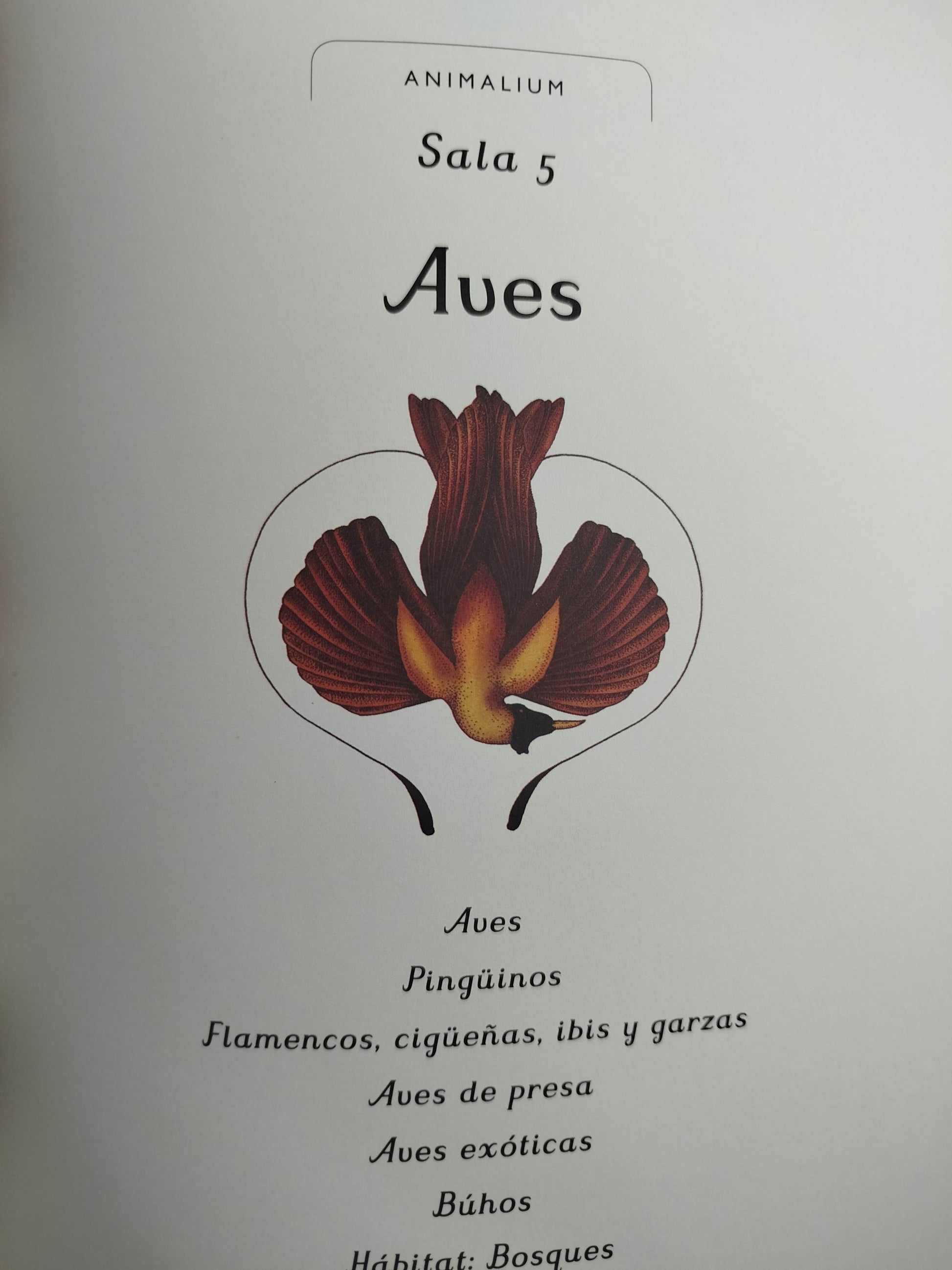 Animalium by Katie Scott