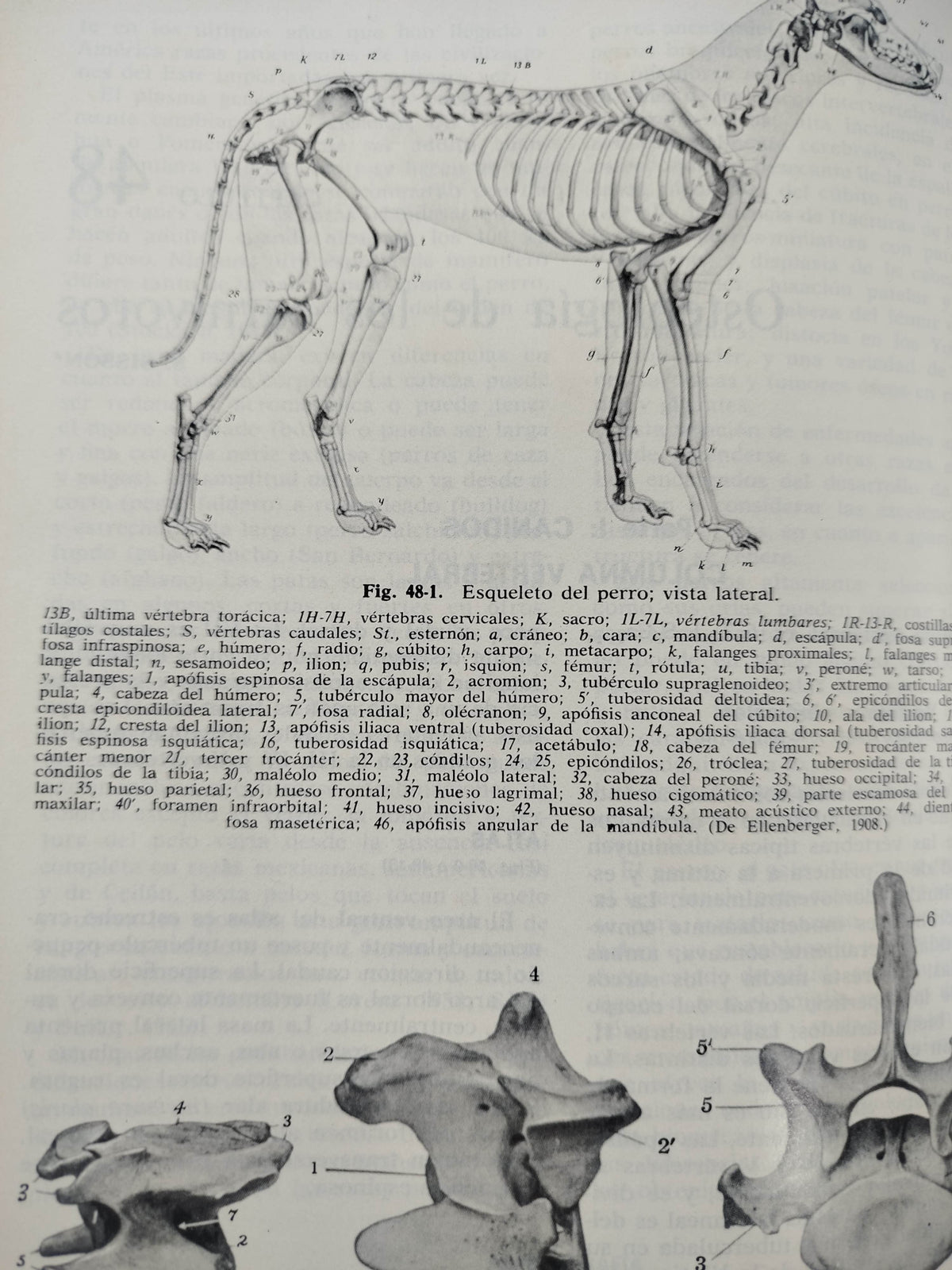 Anatomía De Los Animales Domésticos 2 Tomos by Robert Louis Stevenson