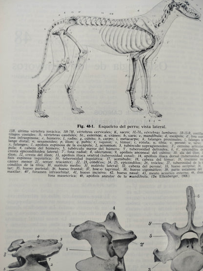 Anatomía De Los Animales Domésticos 2 Tomos by Robert Louis Stevenson