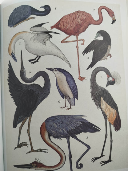 Animalium by Katie Scott