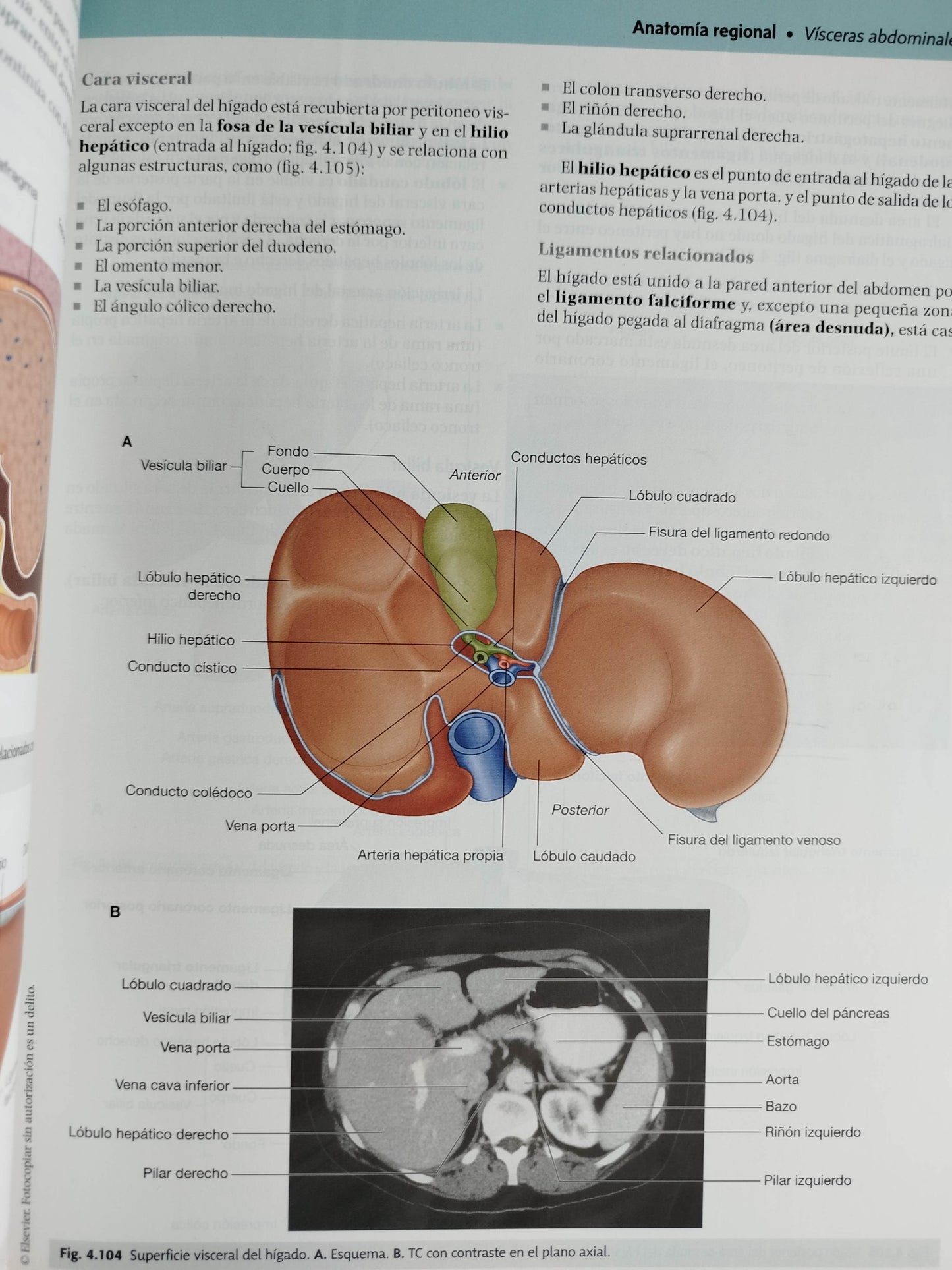 Gray anatomía para estudiantes cuarta edición by DRAKE VOGL MITCHELL