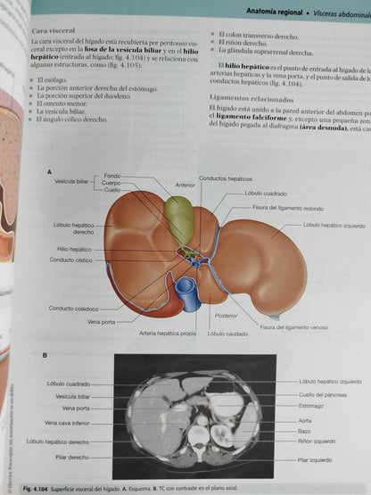 Gray anatomía para estudiantes cuarta edición by DRAKE VOGL MITCHELL