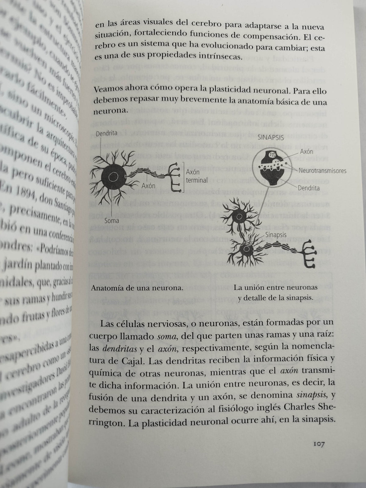 El puente donde habitan las mariposas by nazareth castellanos