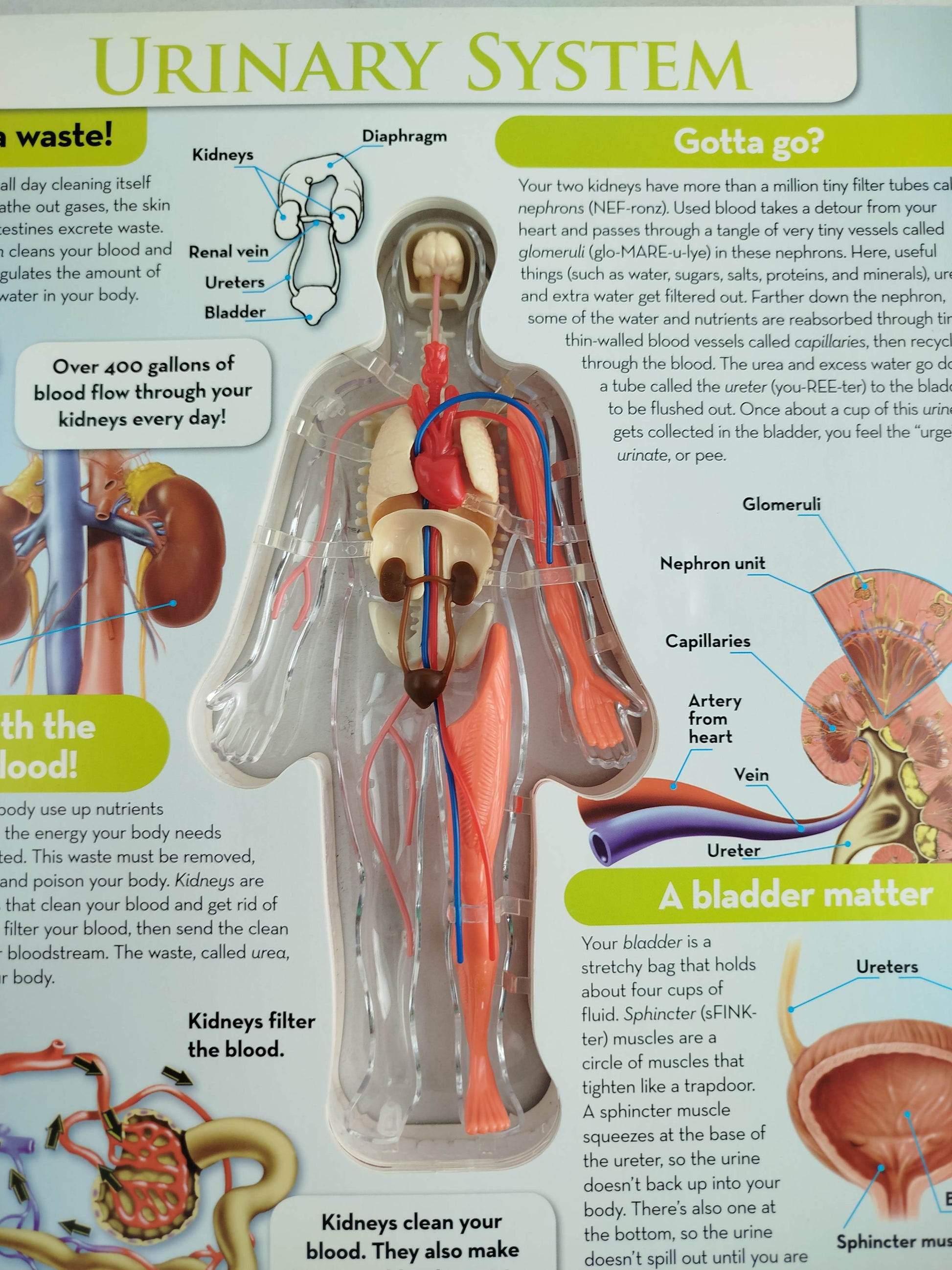 The human body by silverdolphin