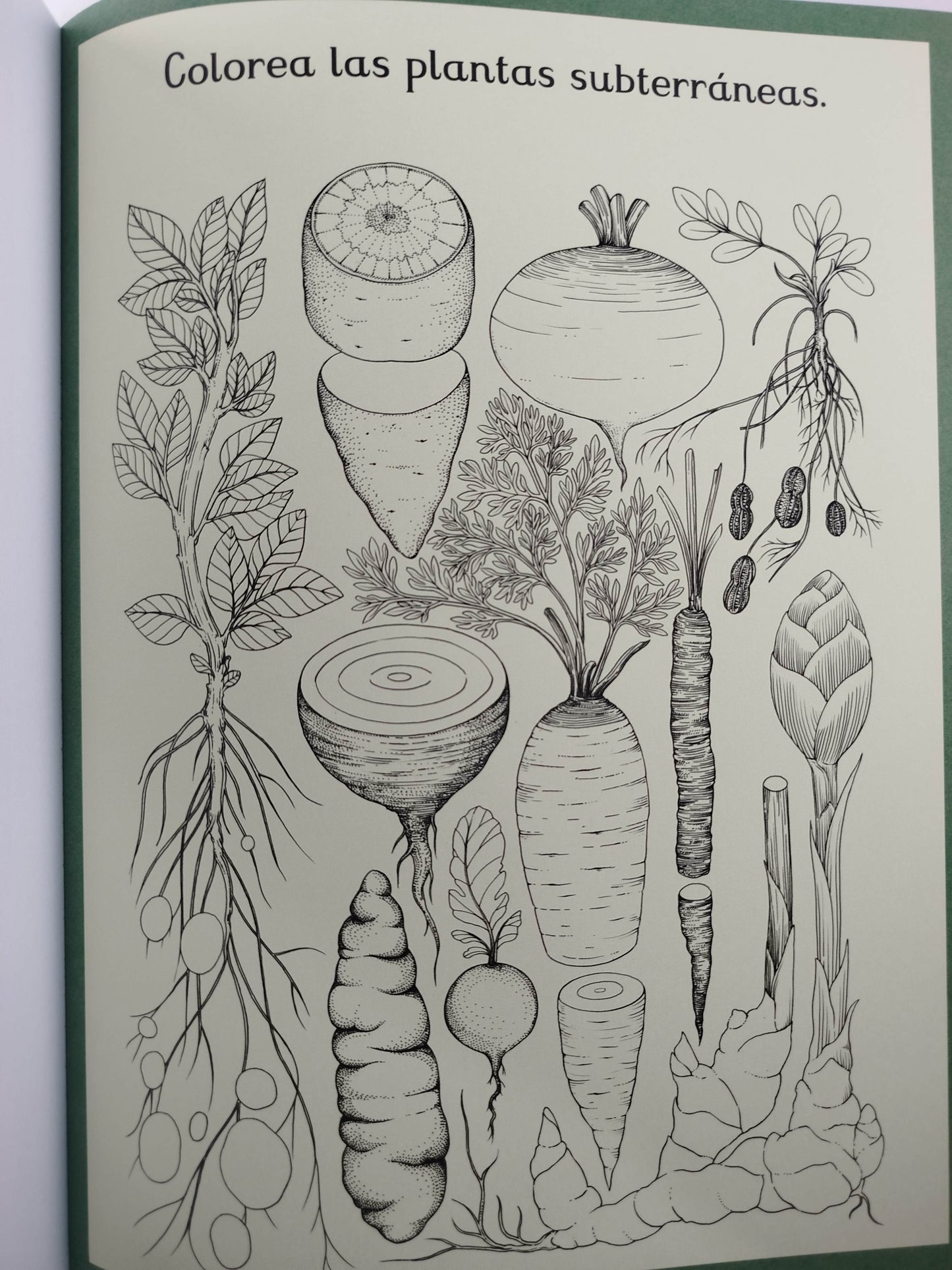 Botanicum Libro De Actividades by Katie Scott