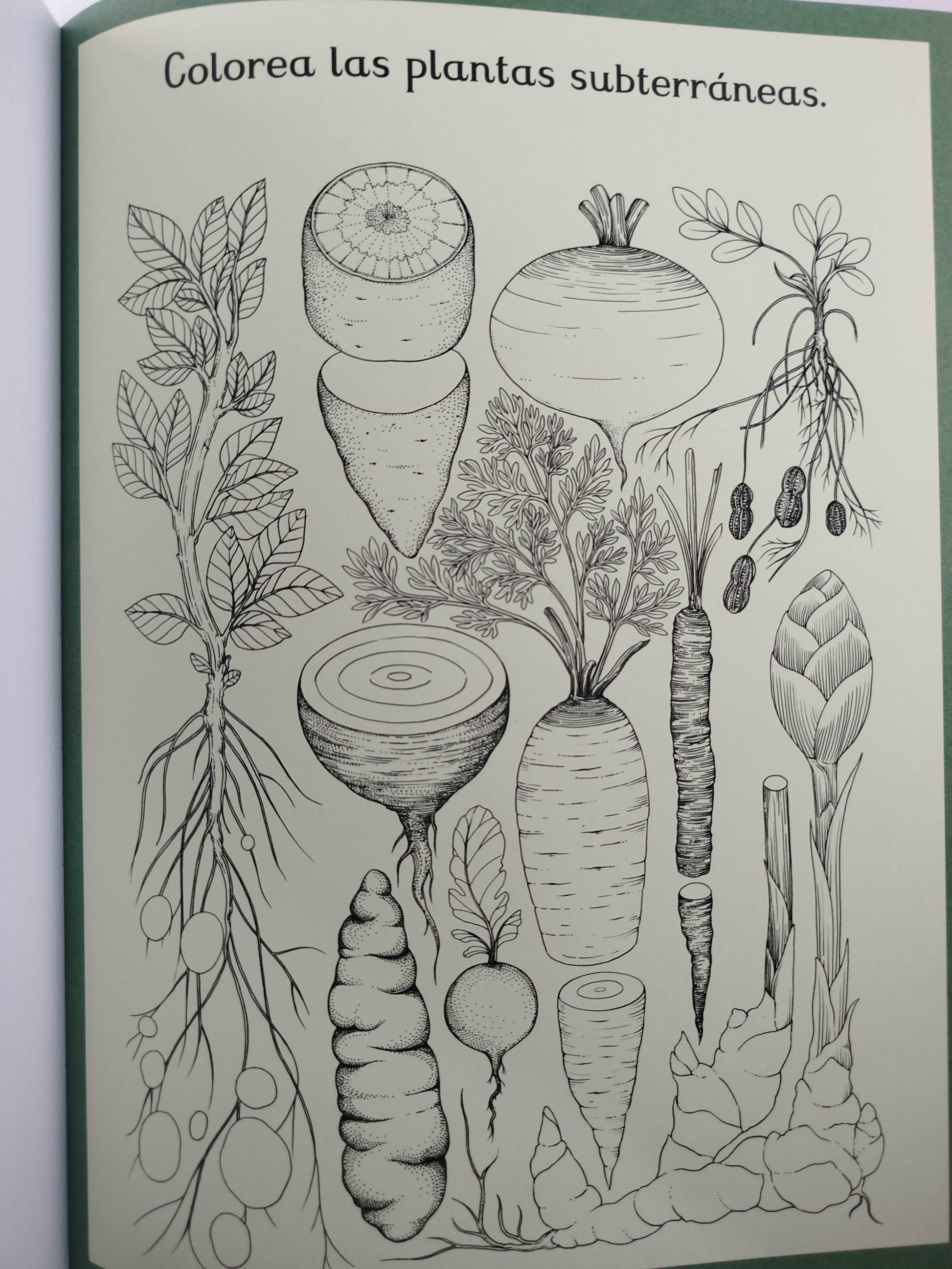 Botanicum Libro De Actividades by Katie Scott