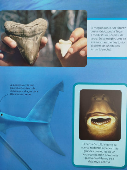 Tiburones conoce de cerca los depredadores marinos mas tímidos by Parragon Books