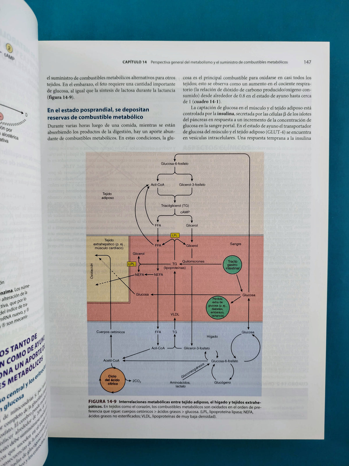 Harper bioquímica ilustrada 30a edición by Rodwell Bender Botham Kennelly Weil