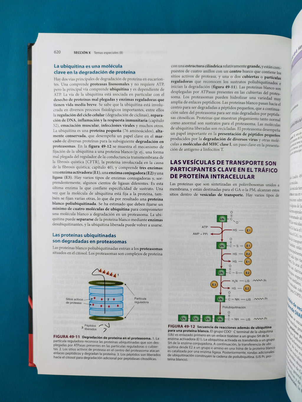 Harper bioquímica ilustrada 30a edición by Rodwell Bender Botham Kennelly Weil