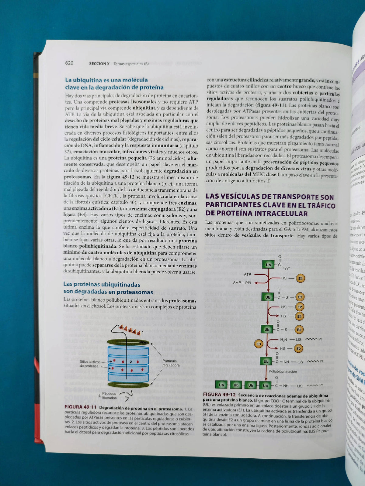 Harper bioquímica ilustrada 30a edición by Rodwell Bender Botham Kennelly Weil