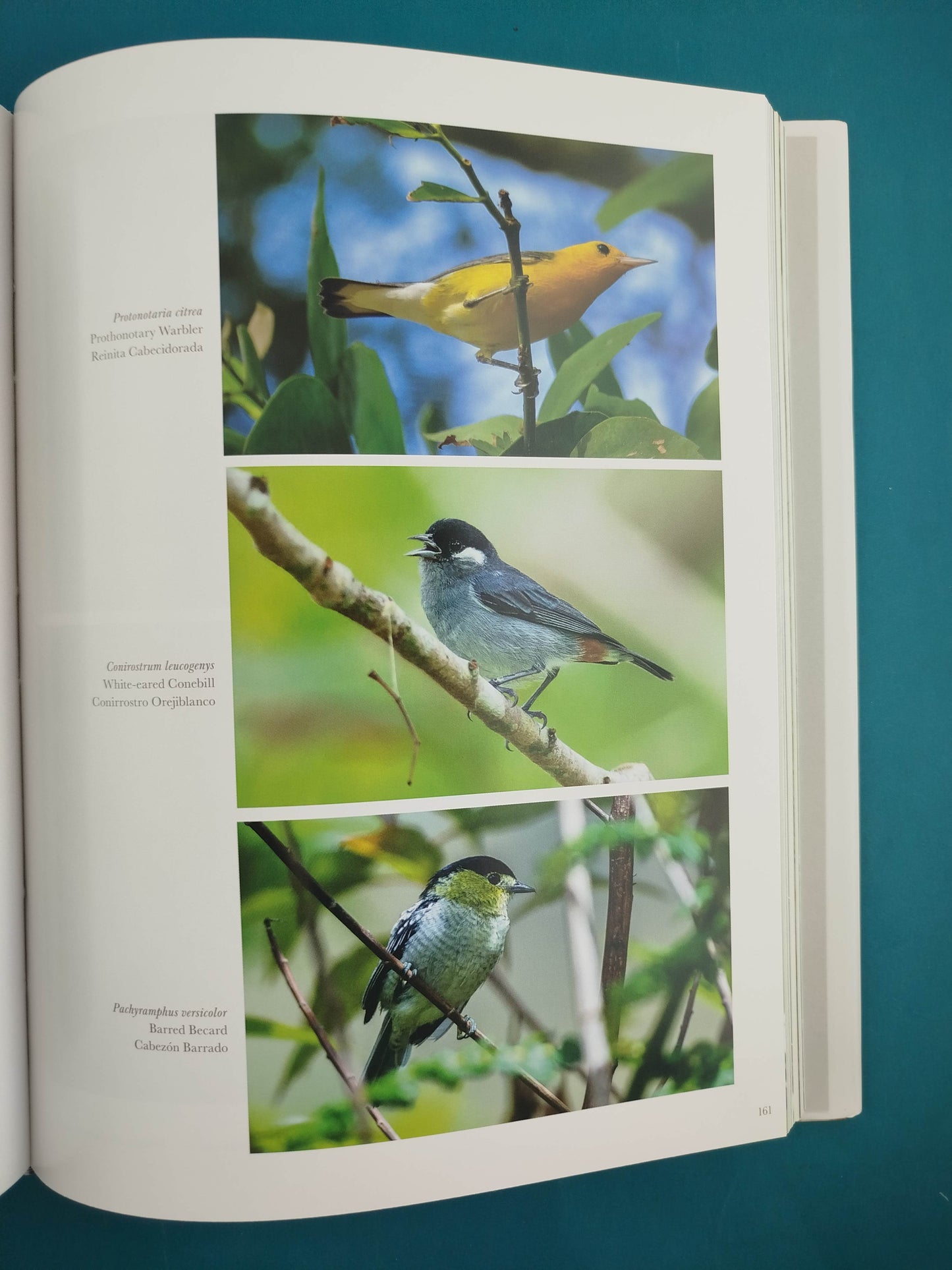 Aves Silvestres de Colombia - Wild Colombian Birds (en Español - Ingles)