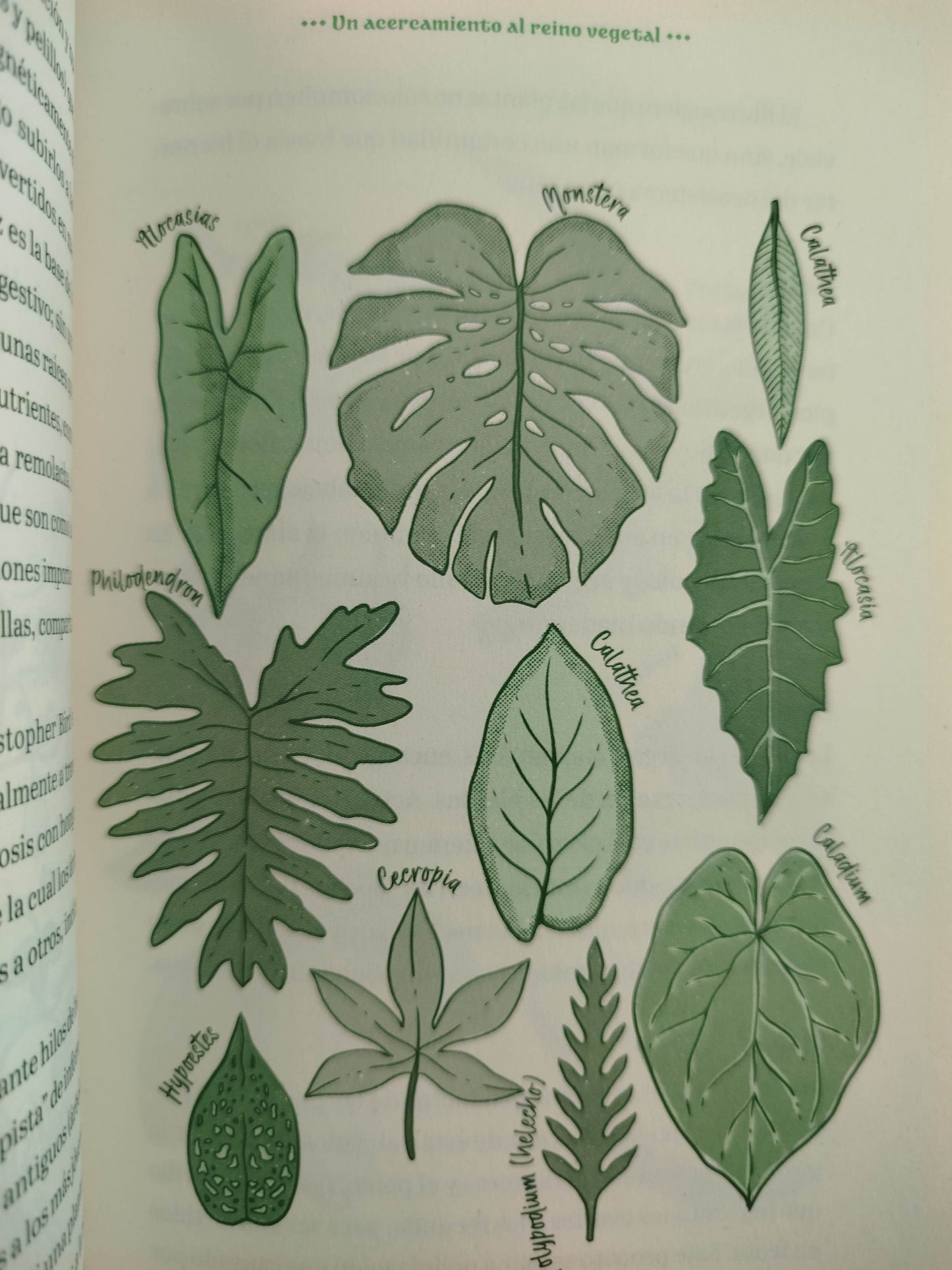 El mensaje de las plantas by Andrea Medina