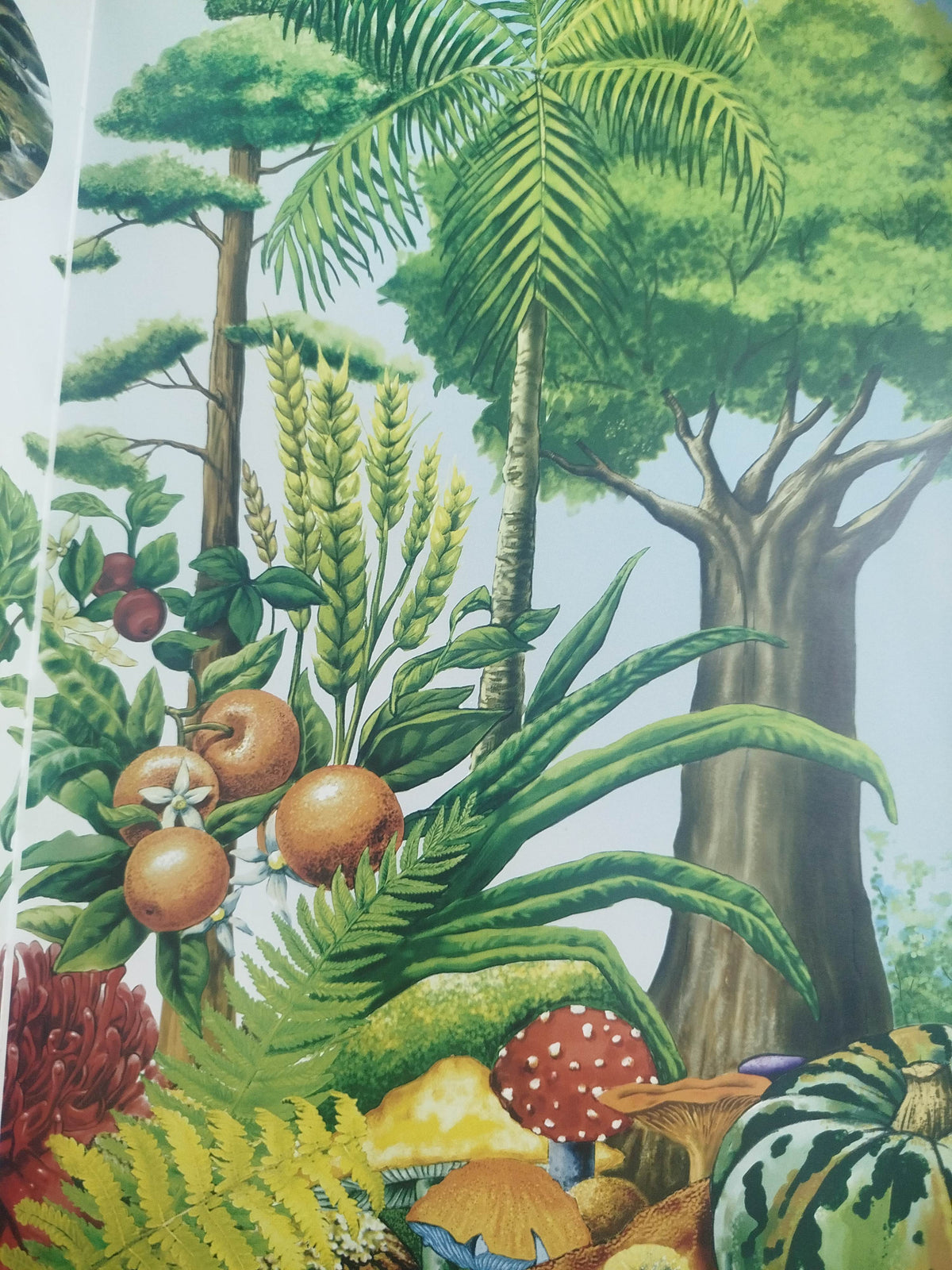 Atlas visual del reino vegetal by sin autor