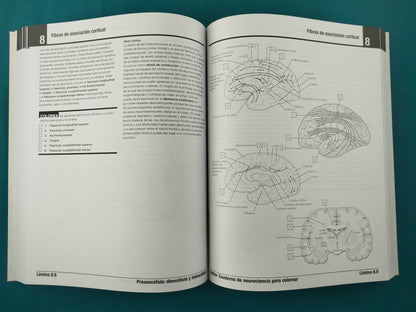 Netter. Cuaderno de neurociencia para colorear 2da ed