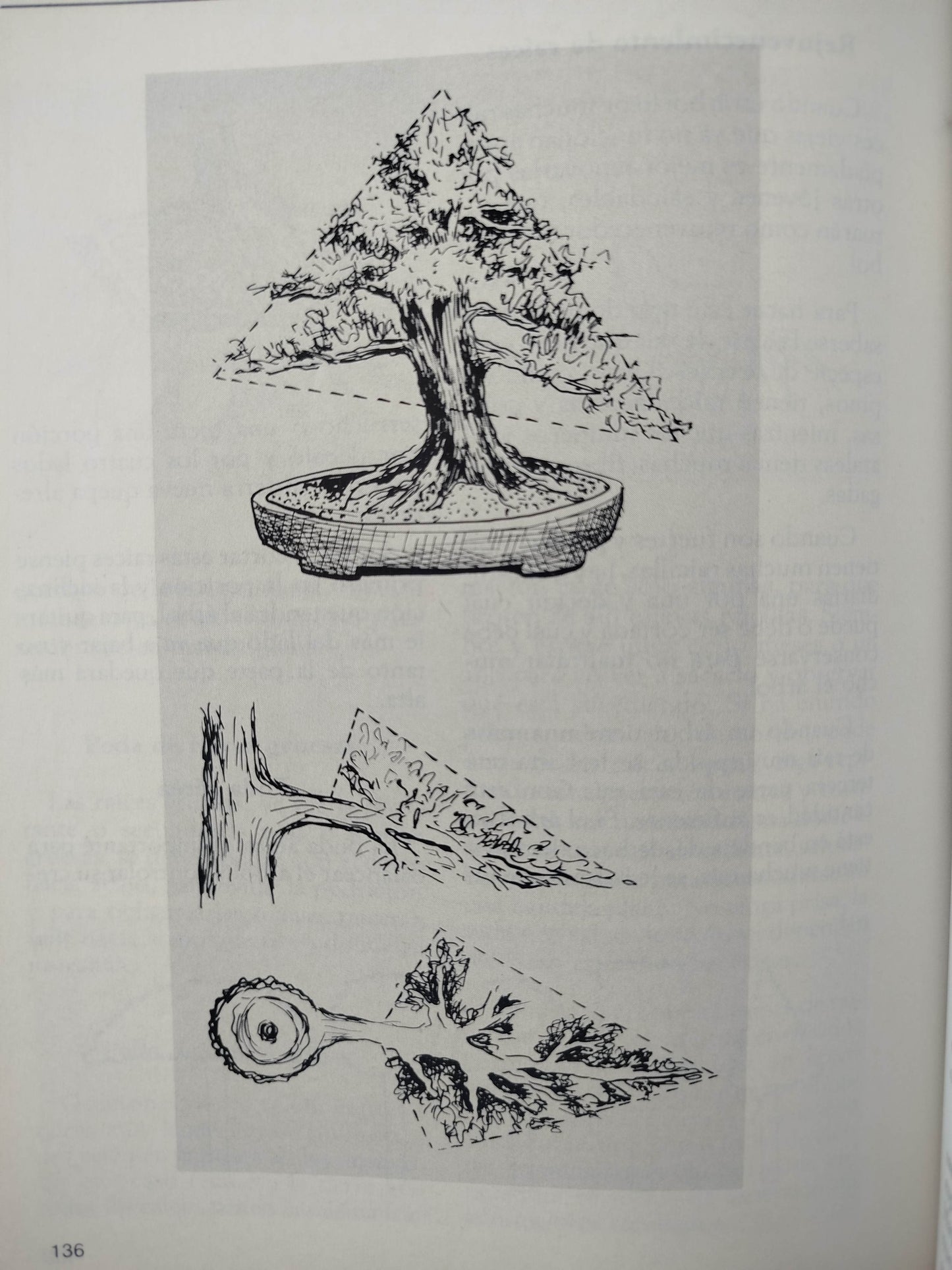 Hagamos Bonsai by Beatriz Botero- Martha Olga Botero