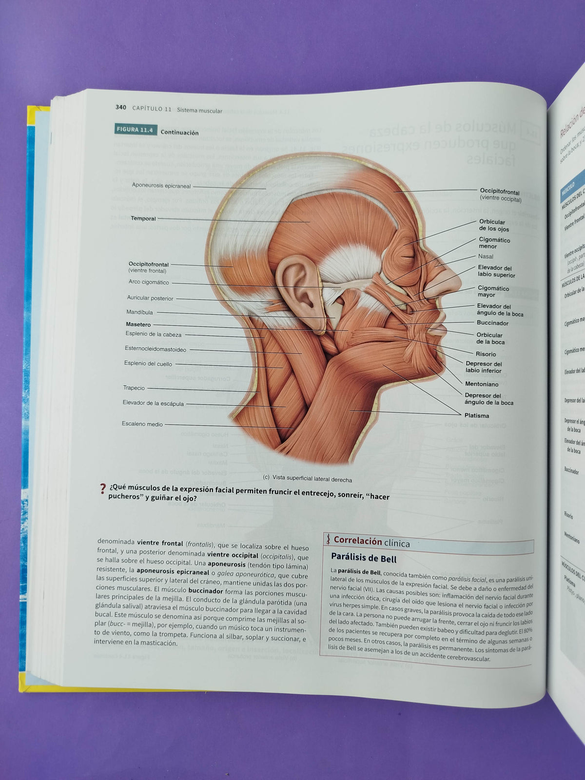 Principios de anatomía y fisiología 15a edición by Tortora, Derrickson