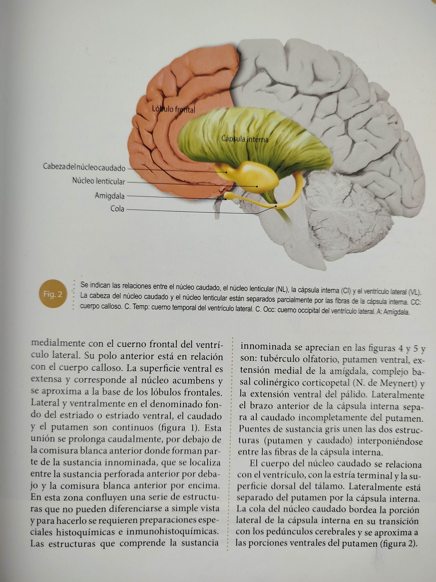 Sistema nervioso Neuroanatomía funcional y clínica by martha i escobar
